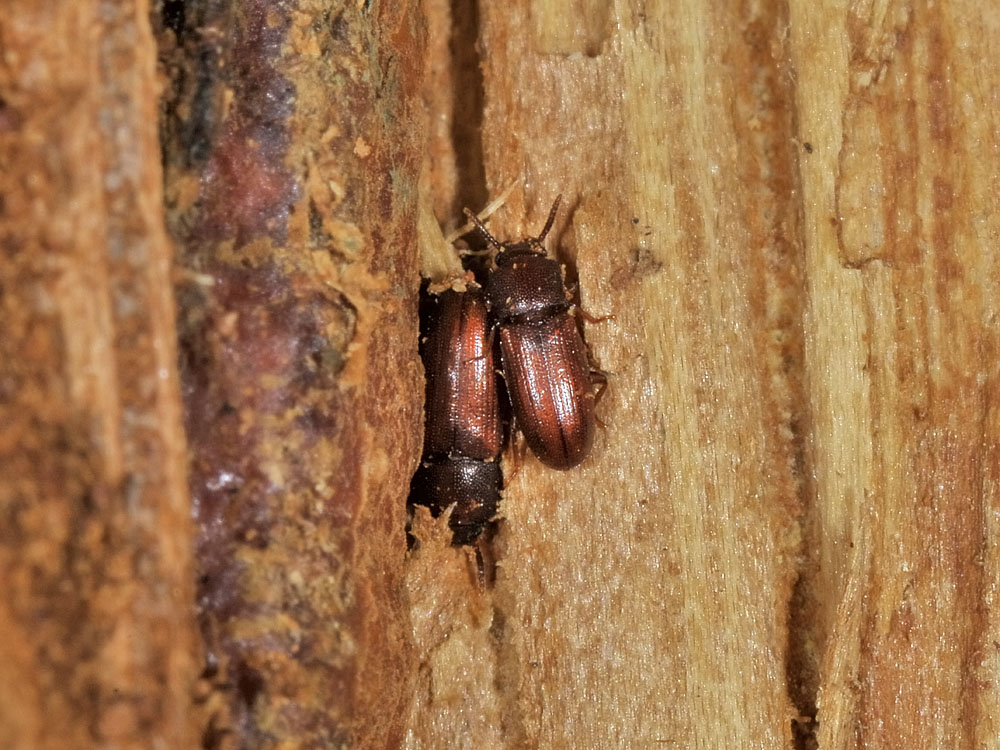 Palorus depressus